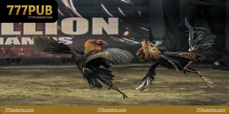 Experience the Thrill of 777pub Cockfight