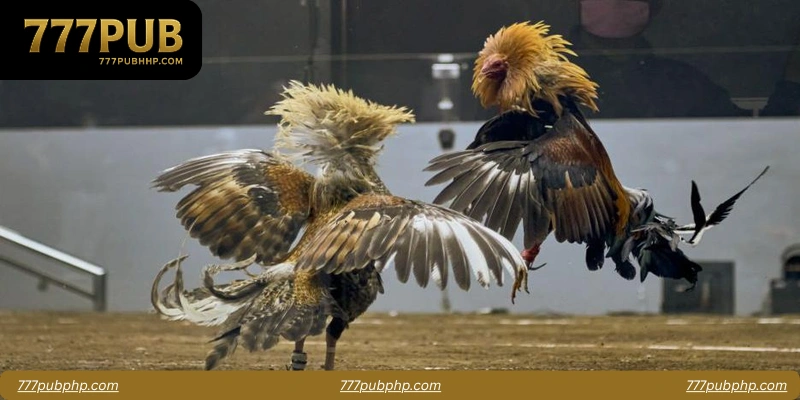 FAQs About Mobile Applications for Cockfighting