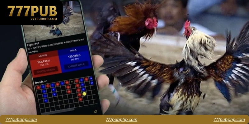 Common Misconceptions About Cockfighting Apps